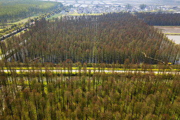 aerial photo of forest