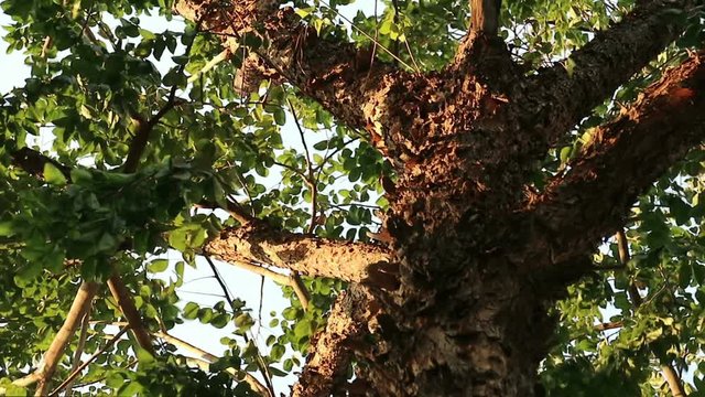 Bizarre monster tree with peeling flaky bark. Pterocarpus macrocarpus also known as Burma padauk.