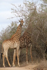 Giraffe