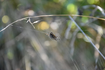 Fiori e natura spettacoli eventi paesaggi 