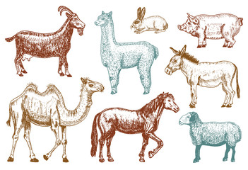 Farm Cute Animal big set. Vector illustration. Camel, horse, goat, pig, donkey, mountain sheep, llama or alpaca, turkey, cock. village pets. engraved sketch, hand drawn vintage style.
