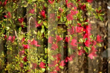 Naklejka premium Blossoms On Fence