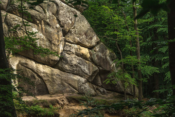 Fototapeta premium A cluster of huge relief boulders similar to a rock in the woods between trees. Photographed on a sunny day in the spring in the Ukrainian Carpathians