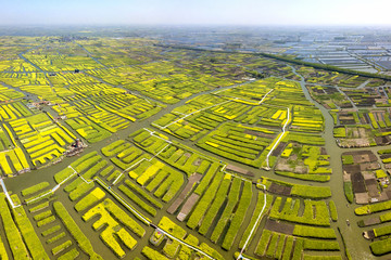 aerial photo of Thousand island rapeseed