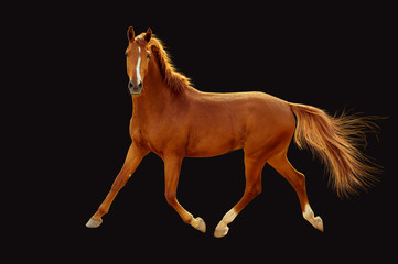 Young chestnut stallion is freely trotting.