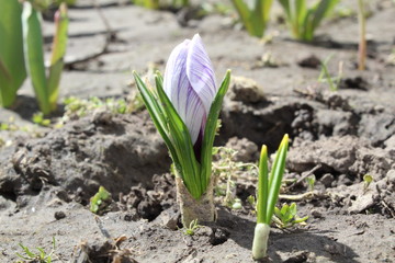 Button of crocus