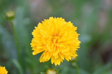 Natura , luna e notte 