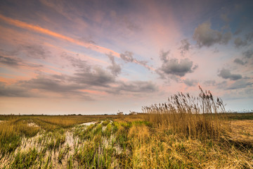 Seewinkel im Nationalpark Neusiedler See (A)