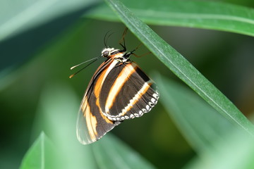 Wings like that!