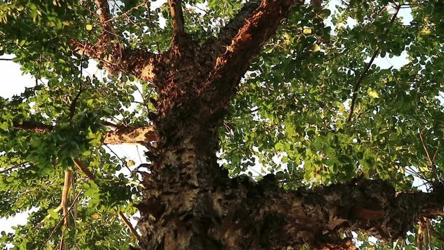 Bizarre monster tree with peeling flaky bark. Pterocarpus macrocarpus also known as Burma padauk.