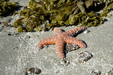 Seastar