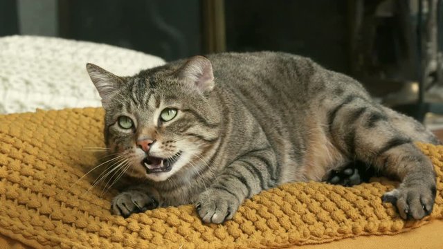 chat en gros plan