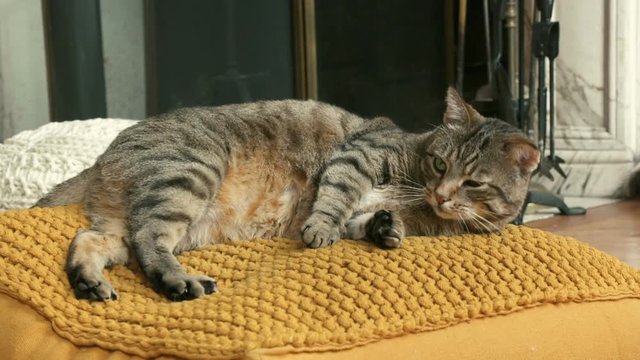 chat en gros plan