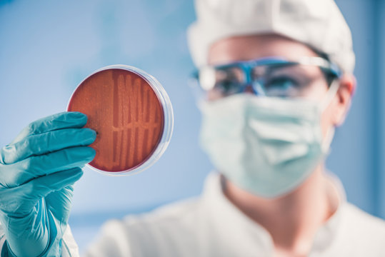 Microbiologist inspecting petri dish, observing bacteria growth