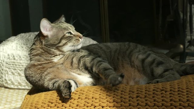 chat en gros plan
