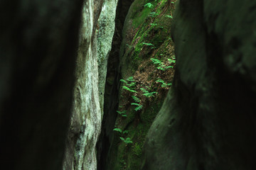 Beautiful natural gorge in the rock. Stones covered with moss. Magic place. Green plants grow on a rock in a ravine. Photographed on a sunny day in the spring in the Ukrainian Carpathians