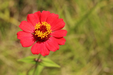 flores rojas y pequeñas
