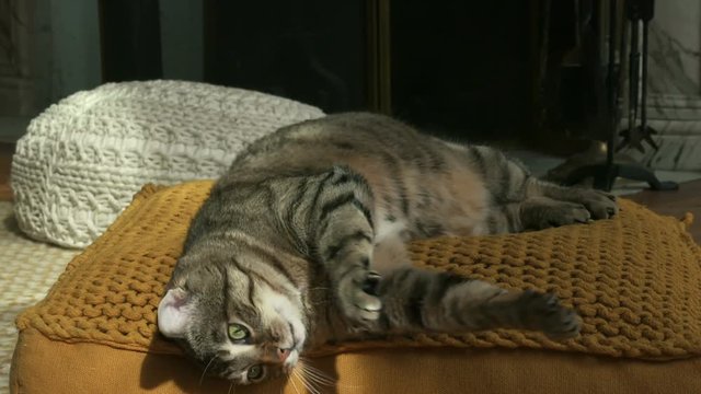 chat en gros plan