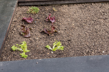 Garten Gemüseanbau im Hochbeet