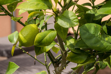 Zitronenanbau im Garten