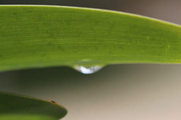 gotas