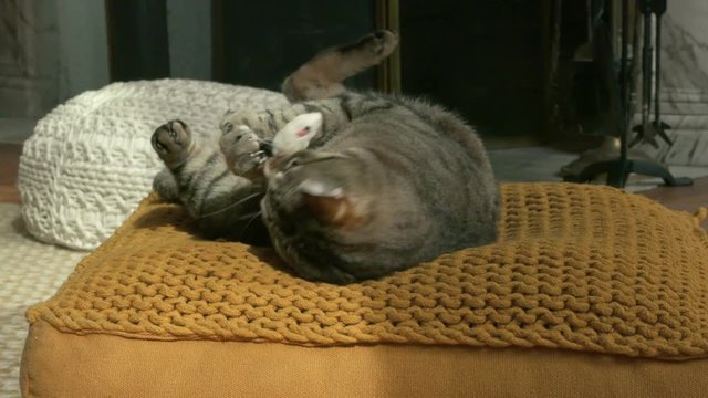 chat en gros plan