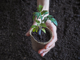 Seedlings of tomatoes in peat pots. Vegetable agriculture.
