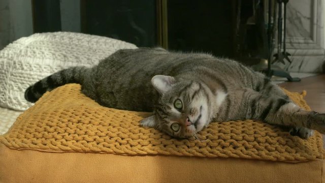 chat en gros plan