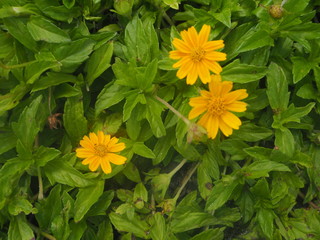 Yellow Flowers Aruba