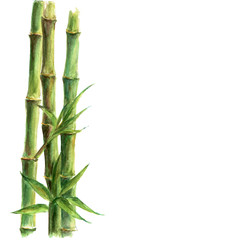 Green bamboo plants isolated on white background
