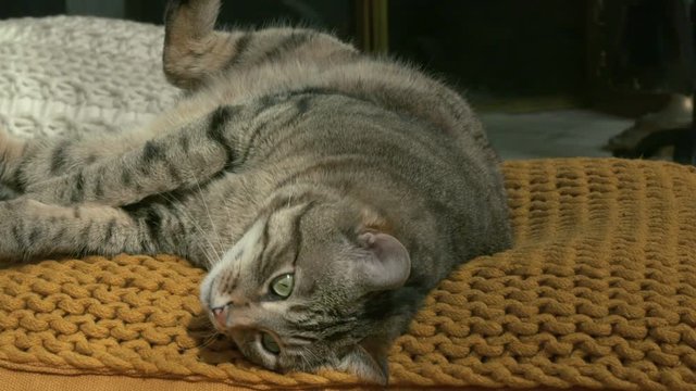 chat en gros plan
