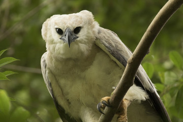 Harpy Eagle