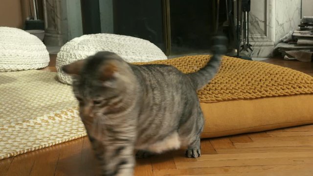 chat en gros plan