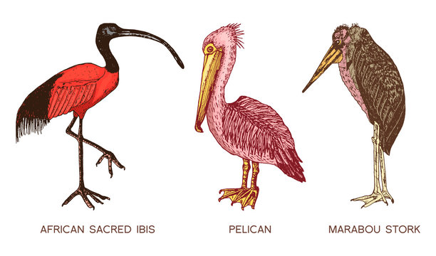 Pelican and African sacred ibis and storks. Engraved Hand drawn vector birds, sketch graphic vintage style, phoenicopteridae. Tropical animal.