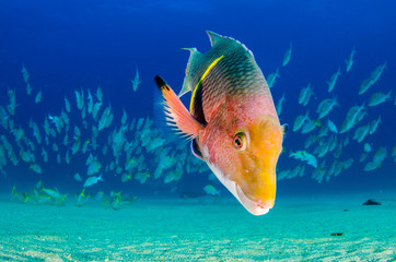 Obraz premium Reef fishes from the sea of cortez, mexico