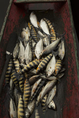 Morning catch