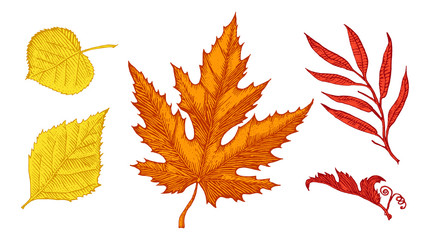 Leaves set, Flower and medicinal herb. Rustic decorative plant. Wedding botanical garden. Vector illustration. engraved hand drawn in vintage victorian sketch. Maple and poplar, oak, birch, chestnut.