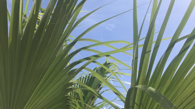 The leaves of a California palm tree sway in the wind against the blue sky. Bright sunny day.