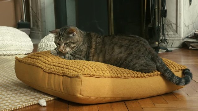 chat en gros plan