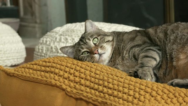 chat en gros plan