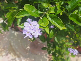 Purple Flower Aruba