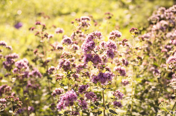 Obraz premium Flowering oregano in the summer garden.