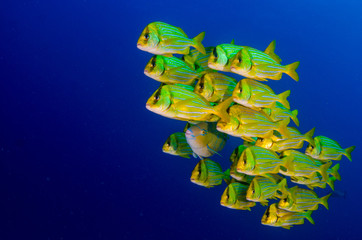 Fototapeta premium Panamic porkfish (Anisotremus taeniatus),colorful yellow fish in a school, baitball or tornado, the Sea of Cortez. Cabo Pulmo, Baja California Sur, Mexico. 