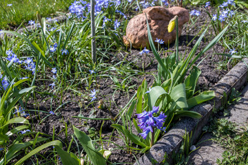 Schrebergarten - Hasenfigur und Narzisse sowie andere Blumen