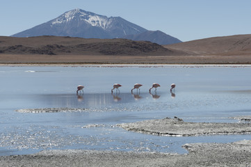 Pink flamingos at Laguna Chiarkota - Chair KKota (4700 mt) is a shallow saline lake in the southwest of the altiplano of Bolivia, close to the border with Chile