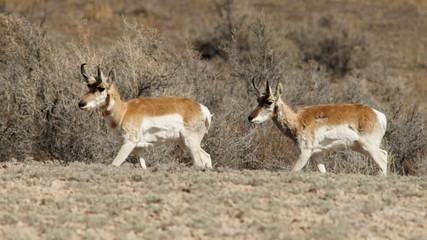 Pronghorn Antelope Southeastern Utah Desert Near Colorado Border