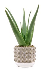 Aloe vera plant in a cement pot isolated on a white background