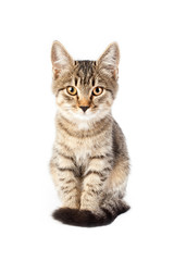 Fototapeta na wymiar portrait of a thoroughbred striped funny cat