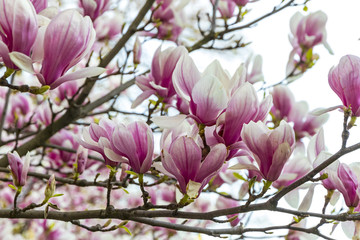 Obraz premium Pink magnolia flowers in the garden