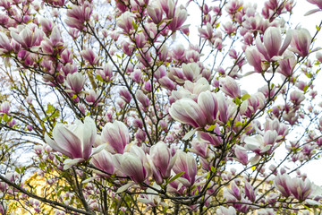 Pink magnolia flowers in the garden